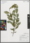 Foto von Salix phylicifolia L. x Salix starkeana Willd.